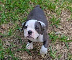 Medium Olde English Bulldogge