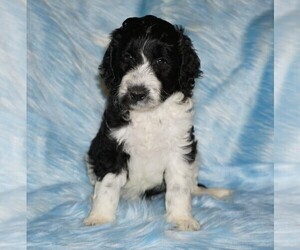 Labradoodle Puppy for sale in LA HABRA, CA, USA