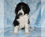 Small Labradoodle