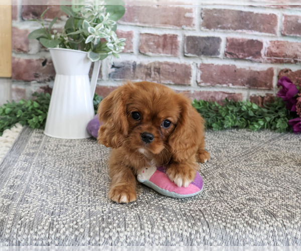 Medium Photo #7 Cavalier King Charles Spaniel Puppy For Sale in SYRACUSE, IN, USA