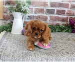 Small #6 Cavalier King Charles Spaniel