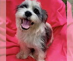 Small Shih Tzu Mix