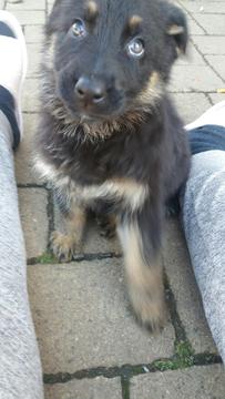 Medium Photo #1 German Shepherd Dog Puppy For Sale in KALAMA, WA, USA