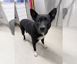 Labsky Dogs for adoption in Fairbanks, AK, USA