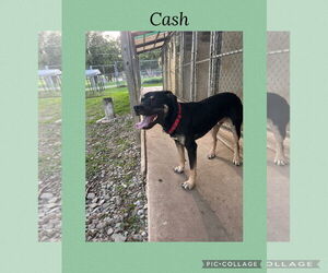 Mutt Dogs for adoption in Kewanee, IL, USA