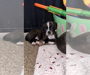 Faux Frenchbo Bulldog-Unknown Mix Puppy for sale in APPLE VALLEY, CA, USA
