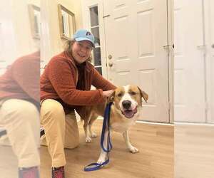 Arthur - Male Coonhound Dog for Adoption - Photo #2