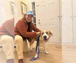 Small Photo #2 Coonhound Puppy For Sale in Cherry Hill, NJ, USA