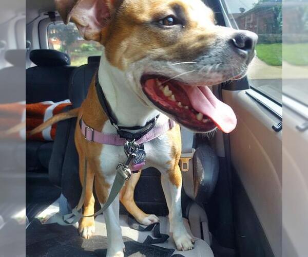 Medium Photo #2 American Pit Bull Terrier Puppy For Sale in Louisville, KY, USA