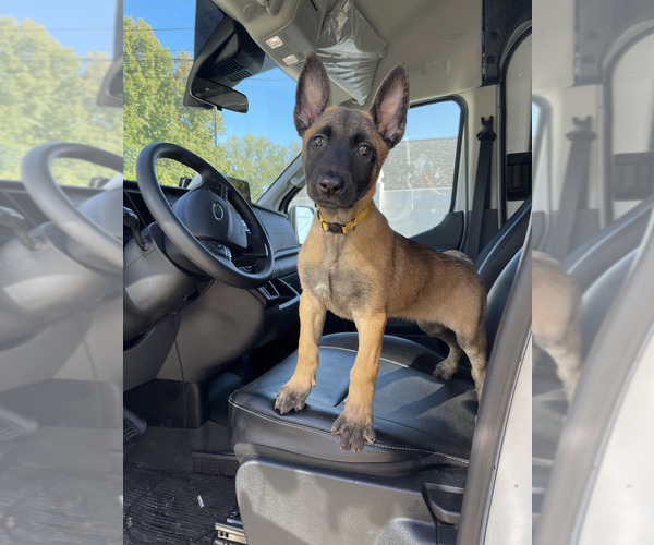 Medium Photo #4 Belgian Malinois Puppy For Sale in S CHARLESTON, WV, USA