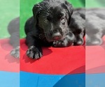 Small #4 Labrador Retriever