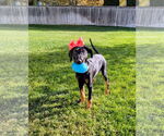 Small #12 Doberman Pinscher