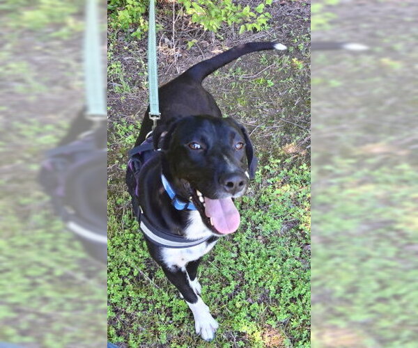 Medium Photo #3 Labrador Retriever-Unknown Mix Puppy For Sale in Mountain View, AR, USA