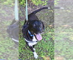 Small #2 Labrador Retriever Mix