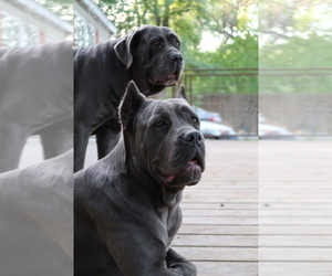Mother of the Cane Corso puppies born on 08/08/2022