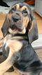 Puppy 1 Bloodhound