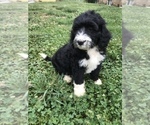 Small #23 Bernedoodle