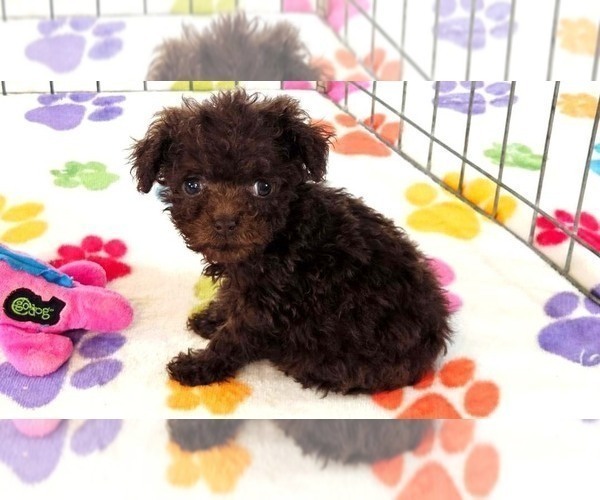 Medium Photo #4 Cockapoo (Toy)-Poodle (Toy) Mix Puppy For Sale in ORO VALLEY, AZ, USA