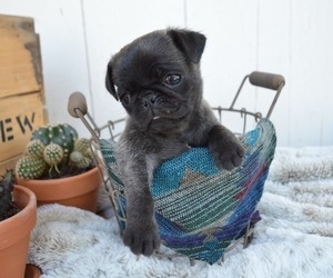 Pug Puppy for sale in HONEY BROOK, PA, USA