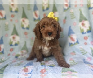 Cock-A-Poo Puppy for sale in LAKELAND, FL, USA