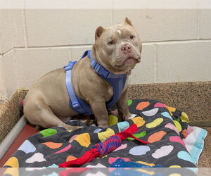 American Staffordshire Terrier Dogs for adoption in Springfield, MA, USA