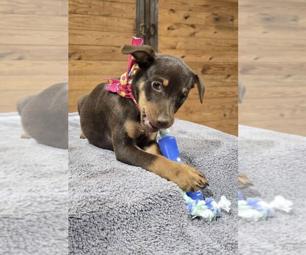 Medium Photo #6 Mutt Puppy For Sale in McKinney, TX, USA