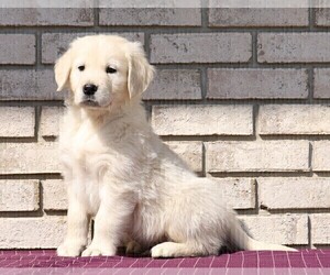English Cream Golden Retriever Puppy for sale in FREDERICKSBG, OH, USA