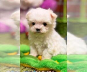 Maltese Puppy for sale in HOUSTON, TX, USA