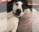 Small Catahoula Leopard Dog Mix