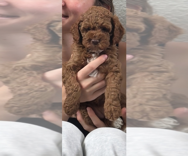 Medium Photo #2 Cock-A-Poo Puppy For Sale in FOLSOM, CA, USA