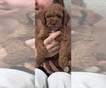 Small #1 Cock-A-Poo