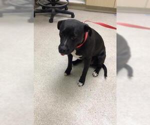 Medium American Pit Bull Terrier-Labrador Retriever Mix