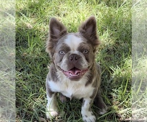 French Bulldog Puppy for Sale in SAN ANTONIO, Texas USA