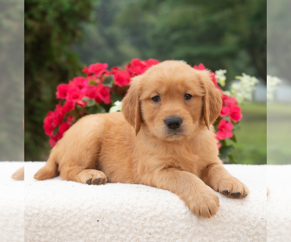 Medium Photo #4 Golden Retriever Puppy For Sale in NEWPORT, PA, USA