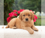 Small #3 Golden Retriever