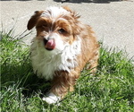 Small Photo #3 Mal-Shi-YorkiePoo Mix Puppy For Sale in ROCKVILLE, MD, USA