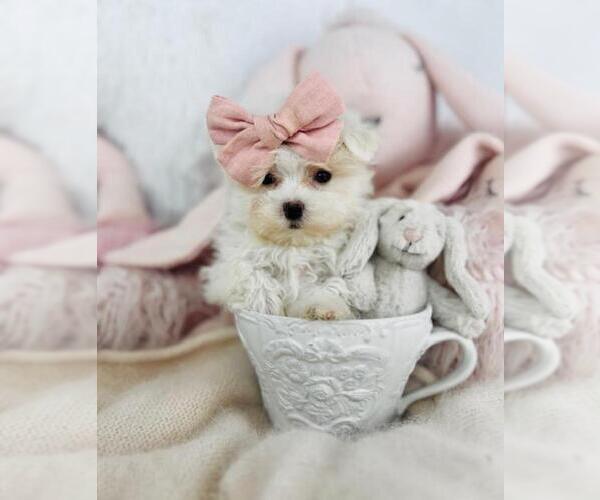 Medium Photo #5 Maltese Puppy For Sale in FORT LAUDERDALE, FL, USA