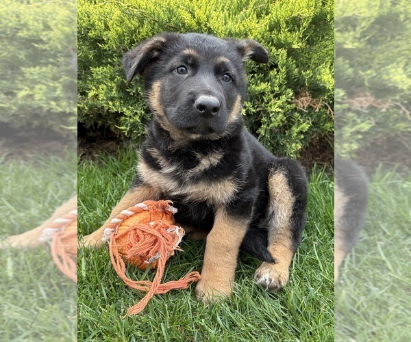 Medium Photo #2 German Shepherd Dog Puppy For Sale in MIDDLEBURY, IN, USA