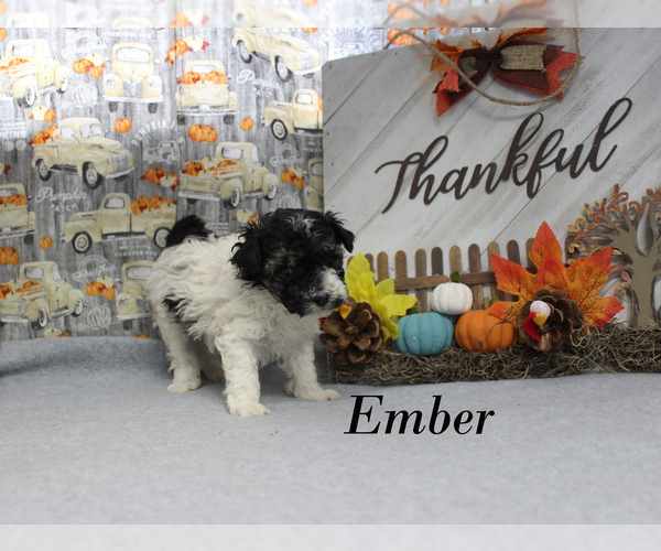 Medium Photo #13 Poodle (Toy) Puppy For Sale in CHANUTE, KS, USA
