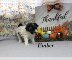 Small #12 Poodle (Toy)