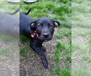 Mastiff-Unknown Mix Dogs for adoption in Wakefield, RI, USA