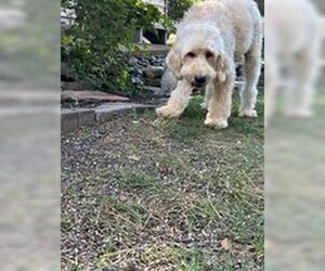 Goldendoodle Dogs for adoption in pomfret, CT, USA