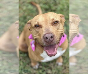 Hope - Female Labrador Retriever-Rhodesian Ridgeback Mix Dog for Adoption - Photo #2