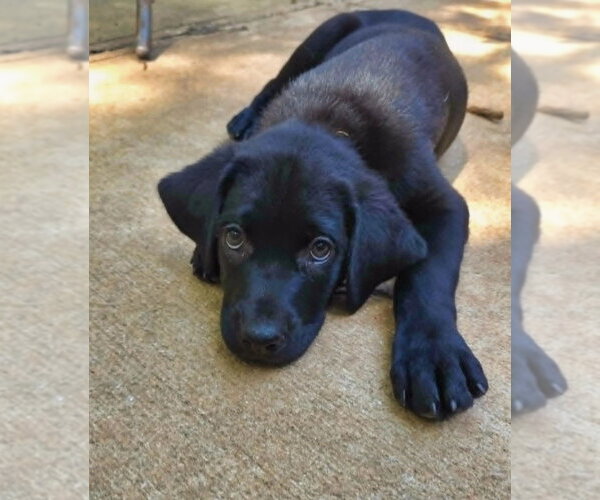 Medium Photo #4 Shepweiller Puppy For Sale in Raleigh, NC, USA