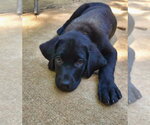 Small #3 Shepweiller