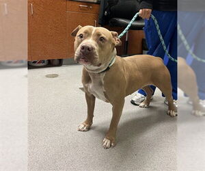 Mutt Dogs for adoption in Rancho Cucamonga, CA, USA