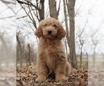 Small Photo #2 Golden Retriever-Poodle (Toy) Mix Puppy For Sale in WARSAW, IN, USA