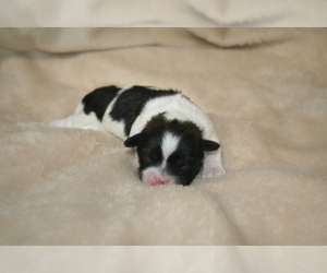 Shih Tzu Puppy for Sale in ZEIGLER, Illinois USA
