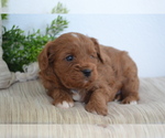 Small Photo #17 Cavapoo (Toy) Puppy For Sale in GREENWOOD, WI, USA