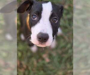 Mutt Dogs for adoption in New London, WI, USA